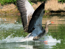Greylag Goose (WWT Slimbridge June 2010) - pic by Nigel Key